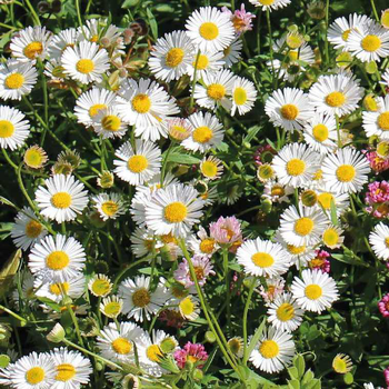 Visuel 1 du produit Erigeron Karvinskianus - Le pot de 9 x 9 cm