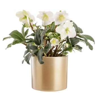 Visuel 1 du produit Hellébore blanc. Le pot Ø 13,5 cm avec cache pot doré.