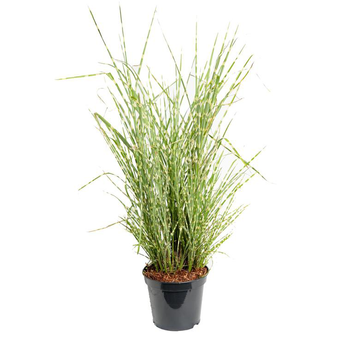 Visuel 1 du produit Miscanthus Sinensis Zebrinus - Le pot de 5 litres