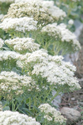 Visuel 1 du produit Sédum ‘Iceberg’ - Le pot de 2 litres