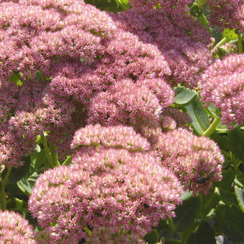 Visuel 1 du produit Sédum brillant rose en pot de 2 L