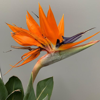 Visuel 1 du produit Oiseau de Paradis (Strelitzia Reginae). Le pot de 15 litres