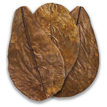 Visuel 1 du produit Feuilles de Badamier naturelles taille M, ARKA mySCAPE-Catappa - 10 pièces de 16.5/20 cm