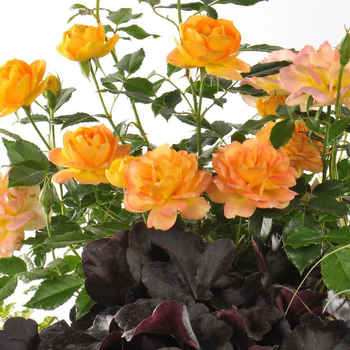 Visuel 1 du produit Mini Rosier - Avec cache pot en zinc blanc