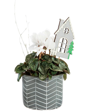 Visuel 1 du produit Mini cyclamen en pot décoratif argenté à motifs blancs - Ø 11 cm