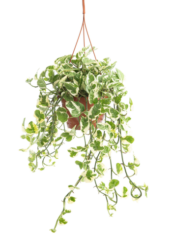Visuel 1 du produit Pothos N'Joy blanc. La suspension Ø 17 cm