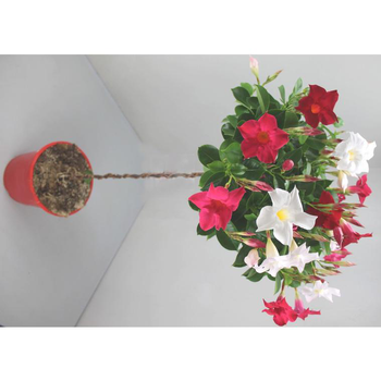 Visuel 1 du produit Dipladénia mini tige - Le pot de 2 litres