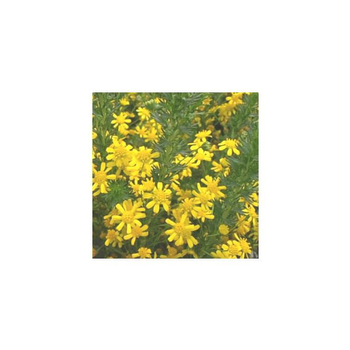 Visuel 1 du produit Euryops virgineus - Le pot de 3 litres