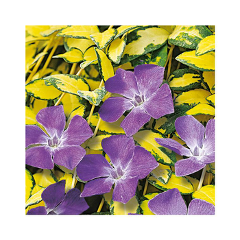 Visuel 1 du produit Pzervenches variées - Le pot de 3 litres