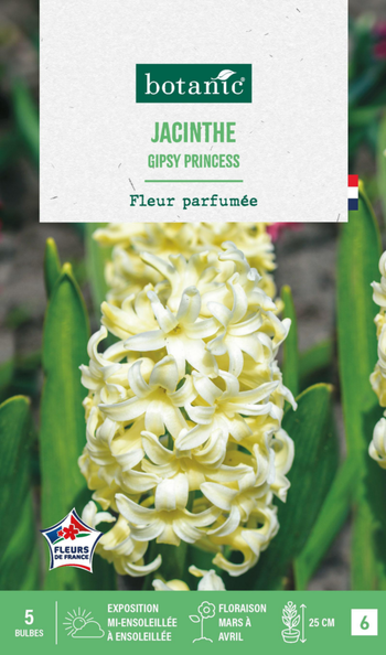 Visuel 1 du produit Jacinthe gipsy princess botanic® - 5 bulbes