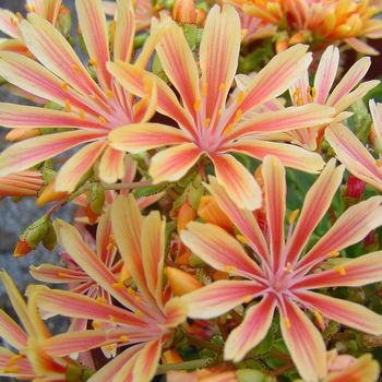 Visuel 1 du produit Lewisia - Le pot Ø 14 cm