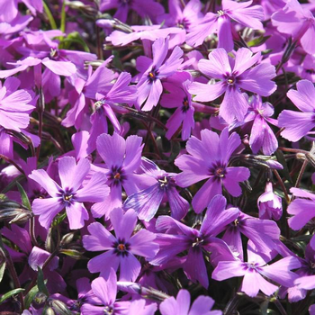 Visuel 1 du produit Phlox Subulata - Le pot de 1 litre