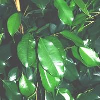 Visuel 1 du produit Ficus Danielle. Le pot de Ø 27 x H 115 cm