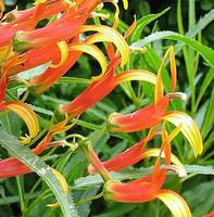 Visuel 1 du produit Lobélia laxiflora - Le pot de 10.5 cm