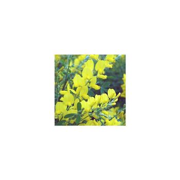 Visuel 1 du produit Genêt de Madère jaune. Le pot de 1 litre