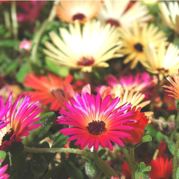 Visuel 1 du produit Ficoide Lampranthus - La coupe de 27 cm