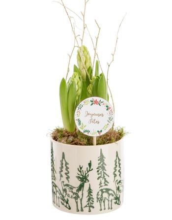 Visuel 1 du produit Composition de 3 Jacinthes vertes. Le pot Ø 11,7 cm décor renne.