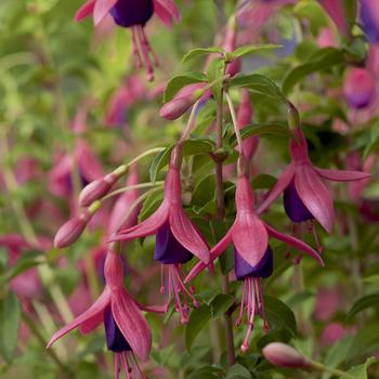 Visuel 1 du produit Fuchsia Tom Thumb botanic® rose. Le pot de 3 L