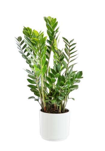 Visuel 1 du produit Zamioculcas botanic®. Le pot de Ø 21 cm