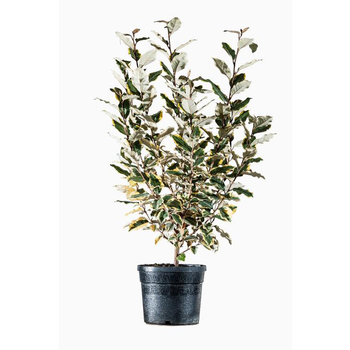 Visuel 1 du produit Elaeagnus Ebbingei Limelight Jaune 40/60 cm en pot de 3 L