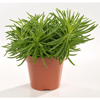 Visuel 1 du produit Senecio himalaya. Le pot de 15 cm