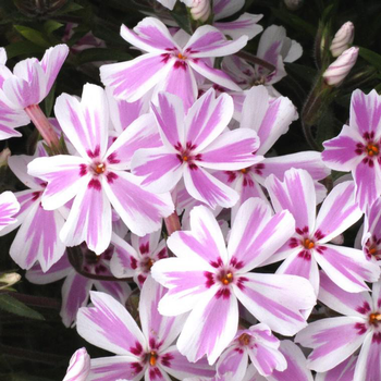 Visuel 1 du produit Phlox nain candy stripes rose en pot de 2 L