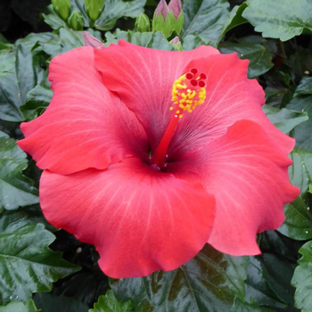 Visuel 1 du produit Hibiscus long Life 'Yupla' - Le pot de 27 cm
