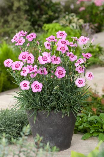 Visuel 1 du produit Œillet mignardise SHIRLEY TEMPLE - Le pot de 2 litres