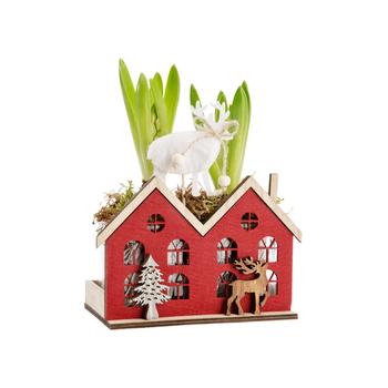 Visuel 1 du produit Composition de 2 Jacinthes blanches. Le pot hauteur 12,7 cm en bois et feutrine rouge.