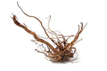 Visuel 1 du produit Racine décorative pour terrarium en bois naturel coloris marron Aquavie racine Curlivigne - Taille L