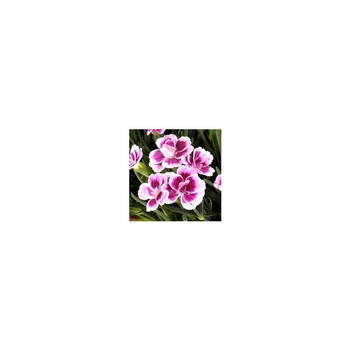 Visuel 1 du produit Dianthus Pink Kisses - Le pack de 4 plants