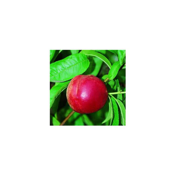 Visuel 1 du produit Nectarinier Silver Lode. Le pot de 12 litres, forme gobelet