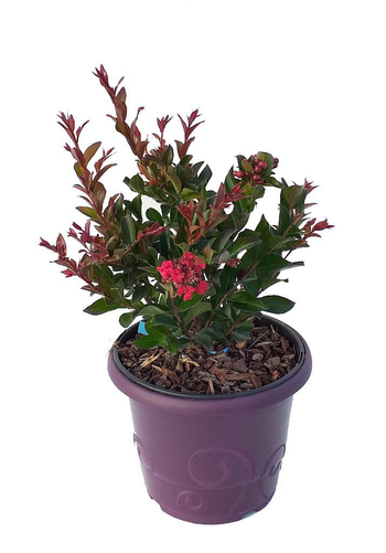 Visuel 1 du produit Lagerstroemia Enduring Summer® Red coloris rouge – 3 L