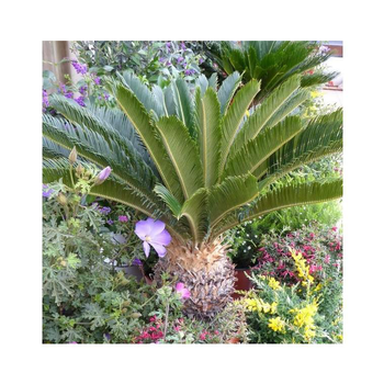 Visuel 1 du produit Cycas Revoluta vert. Ø 30 cm