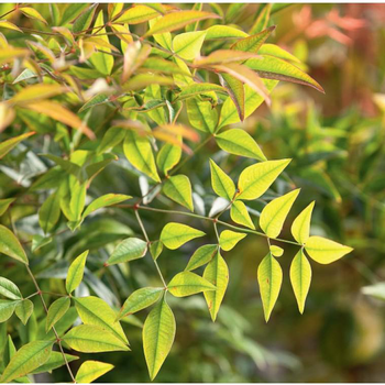 Visuel 1 du produit Nandina domestica