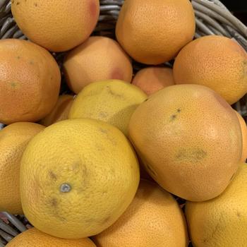 Visuel 1 du produit Pamplemoussier jaune. Le pot de 25 litres