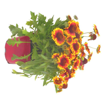 Visuel 1 du produit Gaillarde vivace - Le pot de 2.5 litres