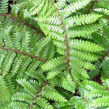 Visuel 1 du produit Fougère Polystichum Polyblepharum - Le pot de 2 litres