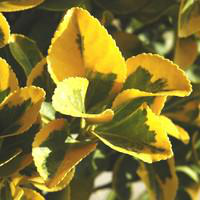 Visuel 1 du produit Euonymus Jap. Aureomarginatus ou Fusain du Japon 30/40 cm en pot 5 L