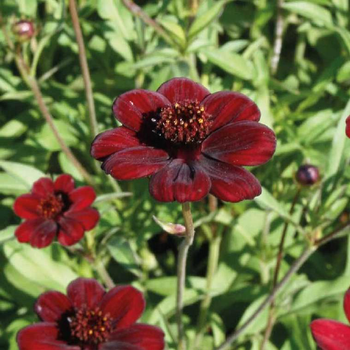 Visuel 1 du produit Cosmos Atrosanguinea rouge - Le pot de 7,5 litres