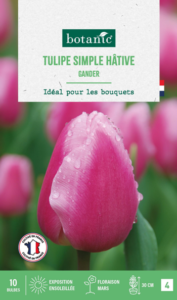 Visuel 1 du produit Tulipe simple hative gander botanic® - 10 bulbes