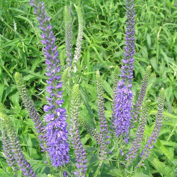 Visuel 1 du produit Veronica Spicata - Le pot de 2,5 litres