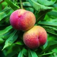 Visuel 1 du produit Pecher J.H.Hale. Le pot de 12 litres, forme gobelet