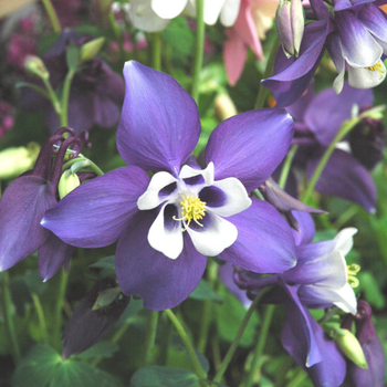 Visuel 1 du produit Aquilegia Caerulea Spring Magic Navy And White. Le pot de 4 litres