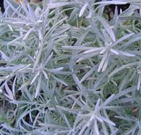 Visuel 1 du produit Helichrysum ou immortelle en pot de 3 L