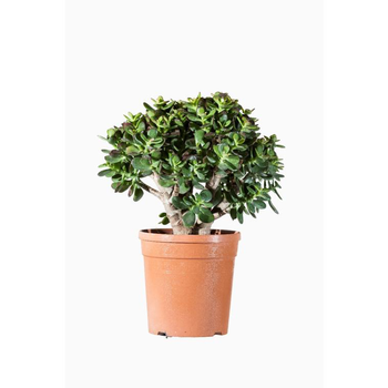 Visuel 1 du produit Crassula Compacta. Le pot de 2,5 litres