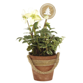 Visuel 1 du produit Hellébore (ou Rose de Noël) HEDERA - Le pot déco en terre avec corde