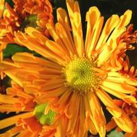 Visuel 1 du produit Chrysanthème grosses fleurs - La coupe de 40 cm