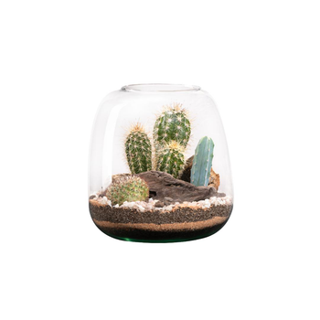 Visuel 1 du produit Terrarium cactés botanic® Moly Cactus - Taille M Ø 19 cm H 20 cm
