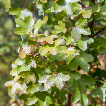 Visuel 1 du produit Érable de Montpellier botanic® vert. Le pot de 10 litres